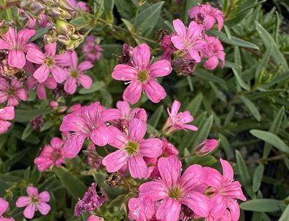 Gypsophila repens 'Ruby Gems'